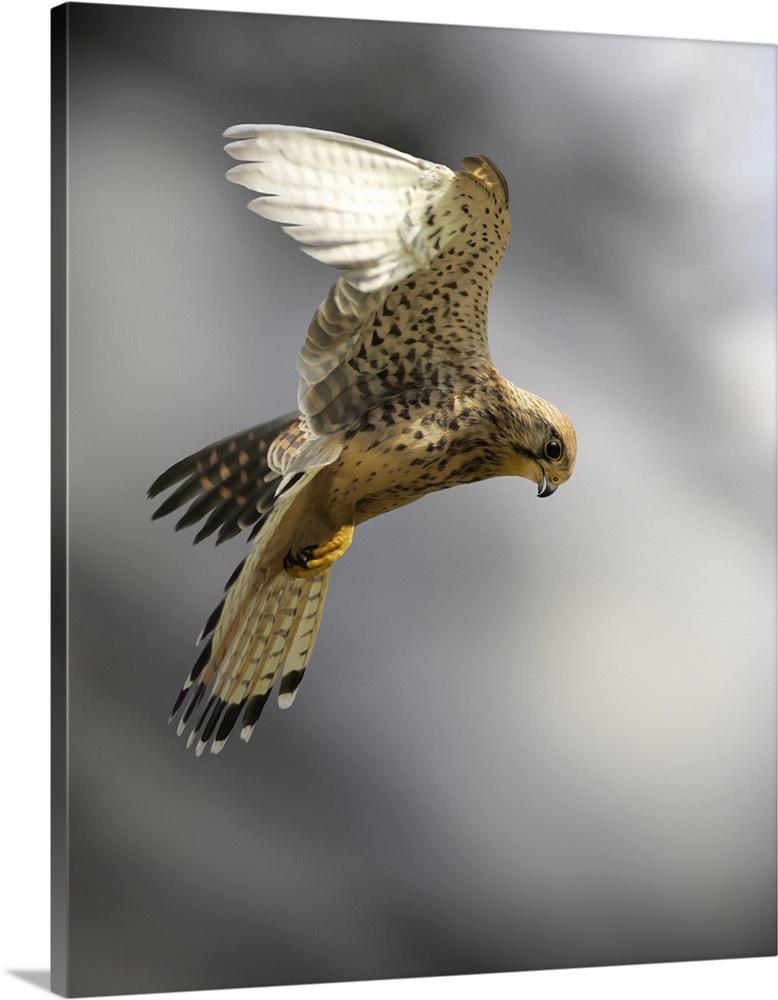 Common kestrel (Falco tinnunculus) hunting for prey. The kestrel hovers by flying into the wind or using upcurrents. This ...