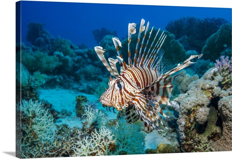 Common Lionfish Wall Art, Canvas Prints, Framed Prints, Wall Peels