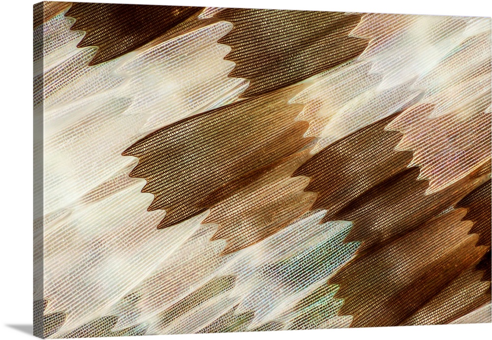 Light micrograph of a part of a common mother-of-pearl (Protogoniomorpha parhassus) butterfly wing. Microscopic contrast m...