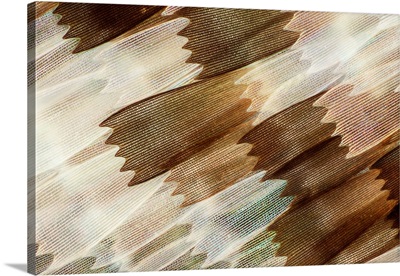 Common Mother-Of-Pearl Butterfly Wing, LM