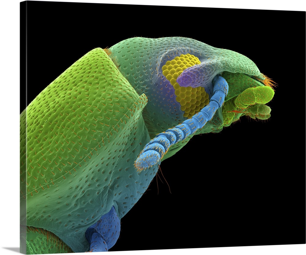 Coloured scanning electron micrograph (SEM) of Confused flour beetle adult (Tribolium confusum). Confused flour beetles ar...