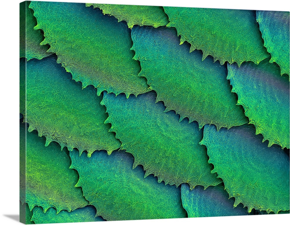 Coloured scanning electron micrograph (SEM) Convict cichlid fish scales and skin (Cichlasoma nigrofasciatum). Fish scales ...