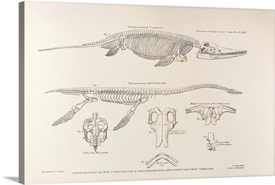 Conybeare Plesiosaurus reconstruction