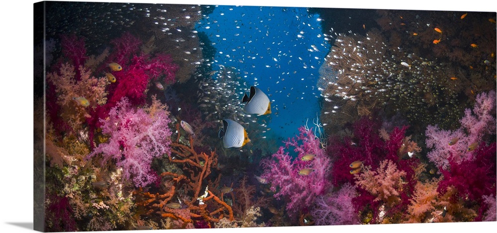 Composite image of coral reef, West Papua, Indonesia.