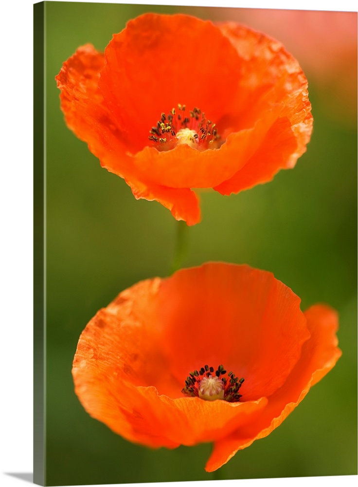 Corn poppies (Papaver rhoeas). Photographed in Maryland, USA.