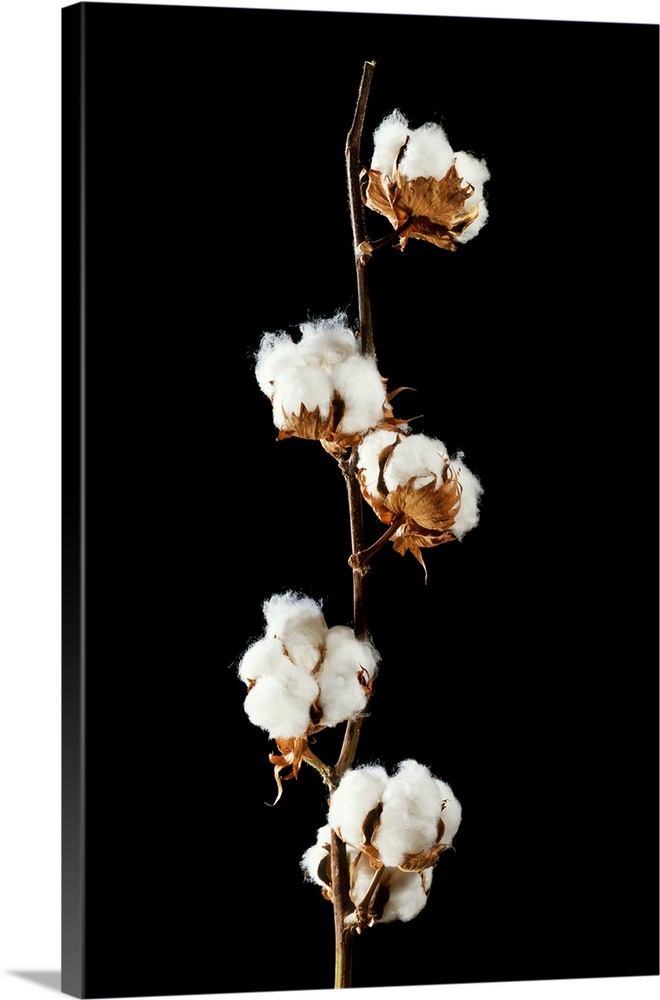 Cotton (Gossypium hirsutum) bolls, or seedheads.