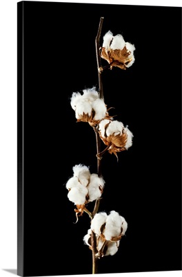 Cotton (Gossypium Hirsutum) Bolls