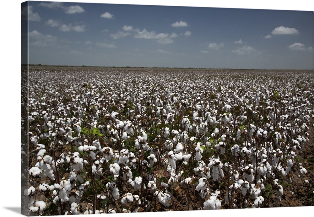 Cotton plants. Crop of cotton plants (Gossypium sp.) growing on a plantation. A chemical defoliant has been applied to str...