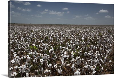 Cotton Plants