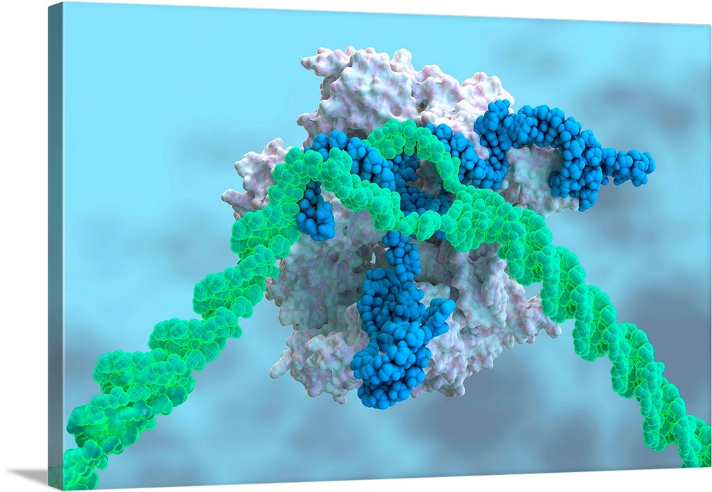 CRISPR-Cas9 gene editing complex, molecular structure. The CRISPR-Cas9 protein is used in genome engineering to cut DNA (d...