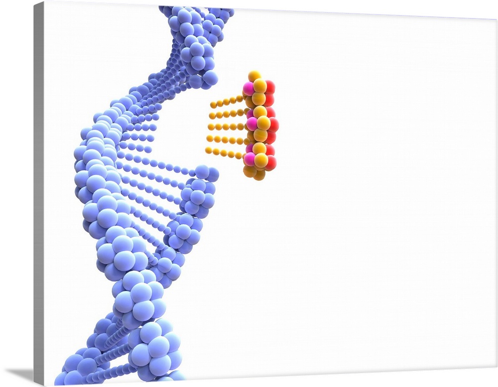 DNA strand. Computer artwork showing the double helix structure of a DNA (deoxyribonucleic acid) molecule. Each strand con...