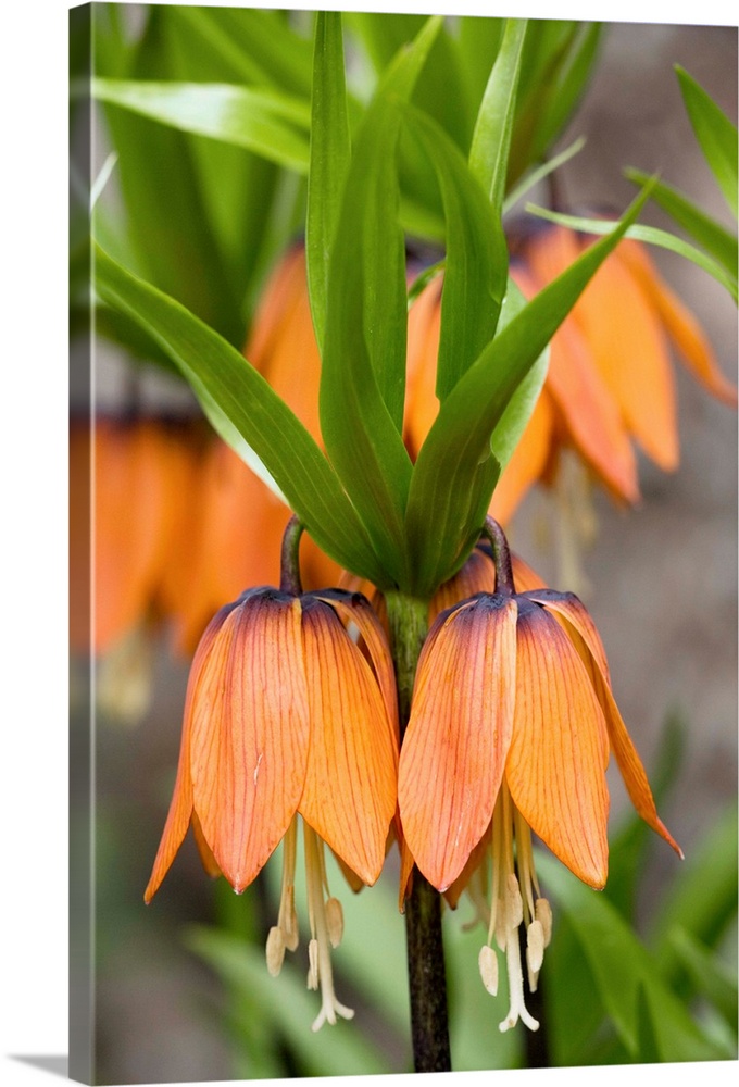 Crown imperial flowers (Fritillaria imperialis) in a garden. This plant is originally from Central Asia.