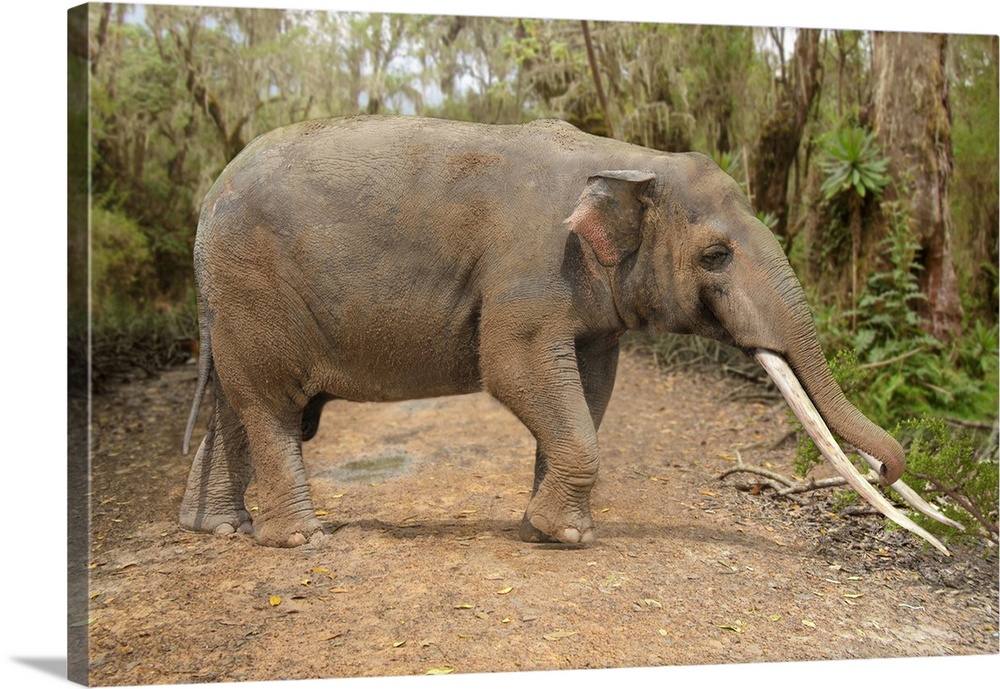 Cuvieronius hyodon. Illustration and photo-reconstruction of the ancient proboscis Cuvieronius hyodon walking along a trac...