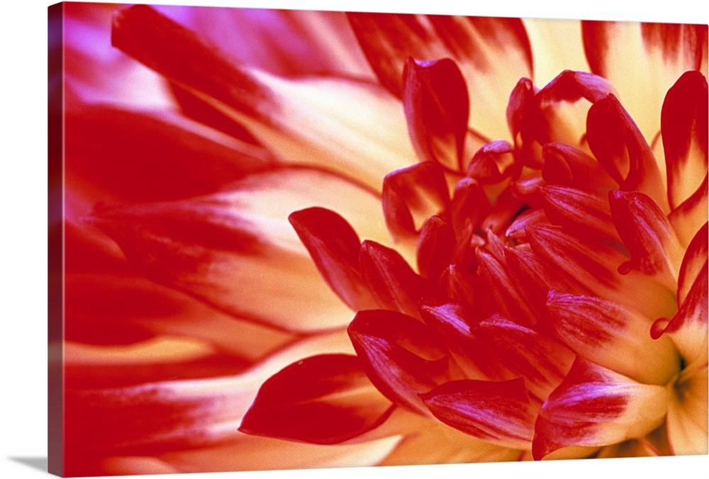 A warmly colored dahlia flower is photographed closely to show the detail in the center.