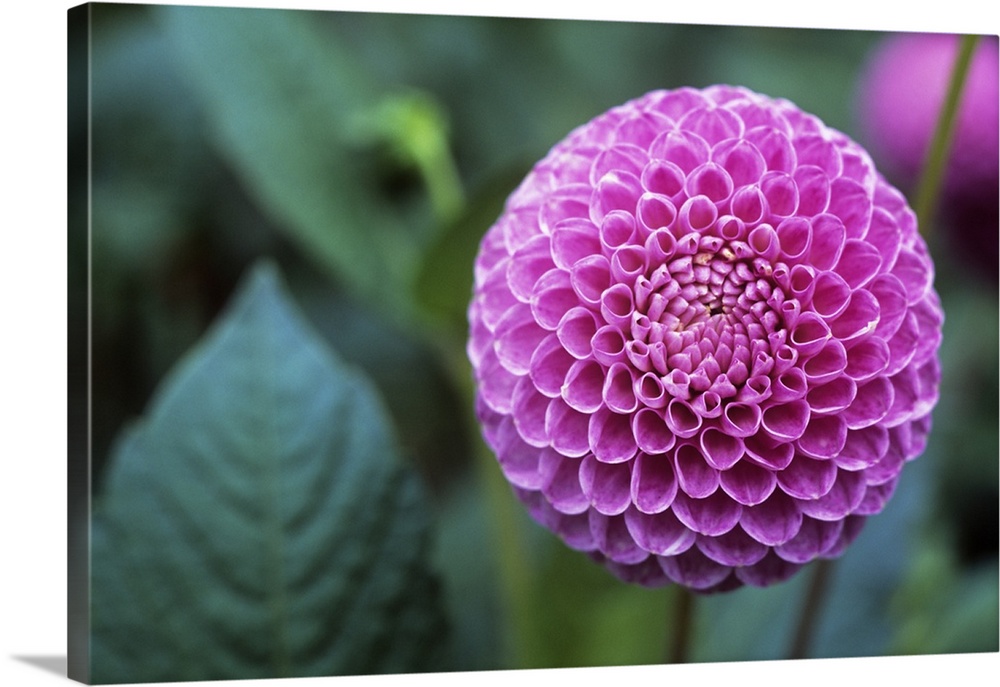 Dahlia flower (Dahlia sp.). Dahlias are ornamental flowers that are cultivated in a wide variety of shapes and colours. Th...