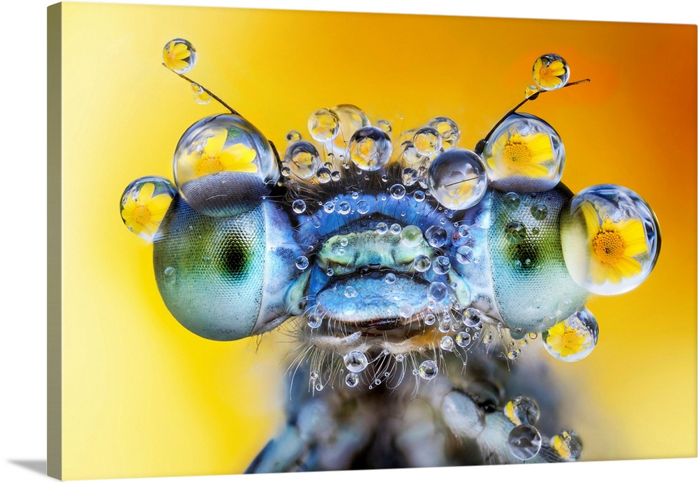 Damselfly with des drops on its eyes.