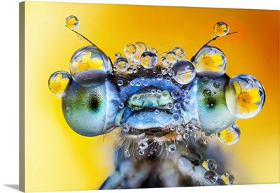 Damselfly With Des Drops On Its Eyes