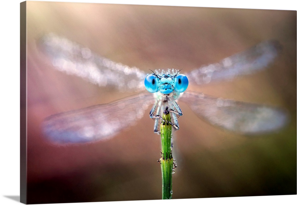 Damselfly with its wings spread out.