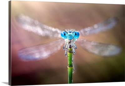 Damselfly With Its Wings Spread Out