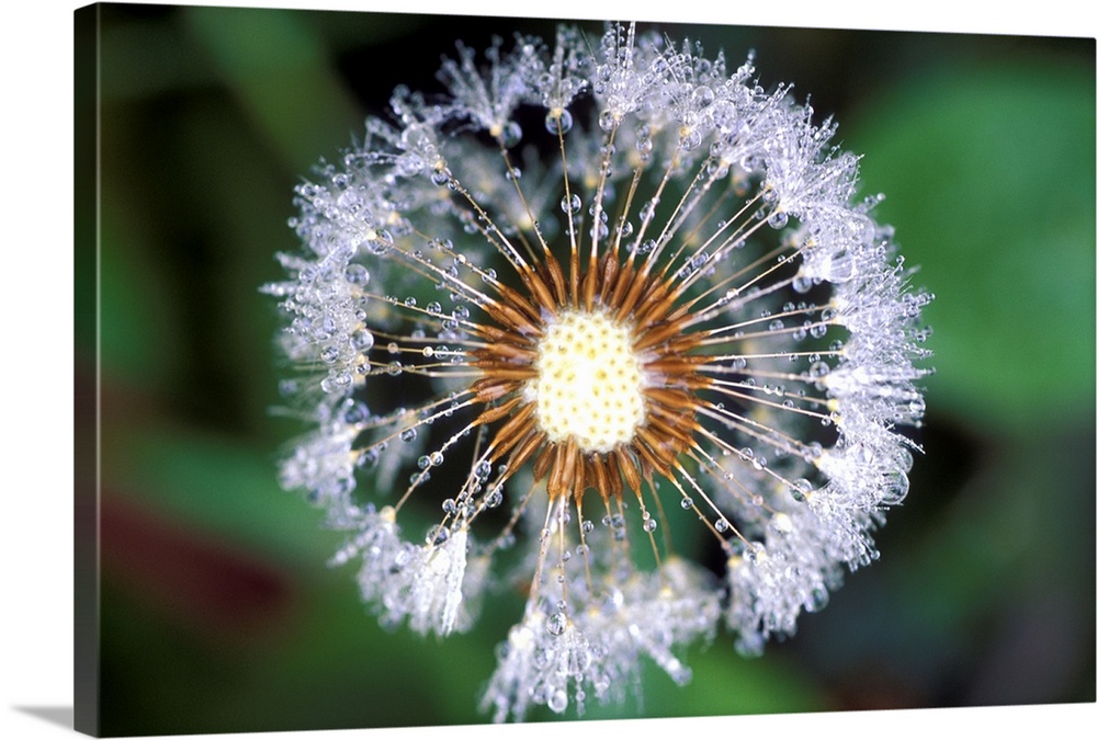 Dandelion seed head. Close-up of dew drops on a dandelion (Taraxacum offinale) seed head. The seeds radiate from the centr...