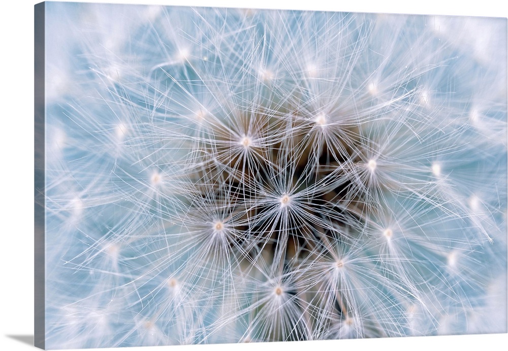 Dandelion (Taraxacum officinale) seedhead. Close-up of the seedhead (clock) of a dandelion plant. Each seed is topped by a...