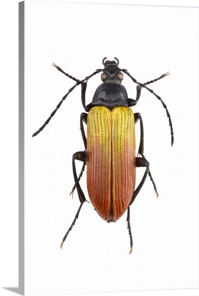 Male darkling beetle (Proctenius chamaeleon).