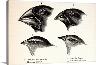 Darwin's Galapagos Finches