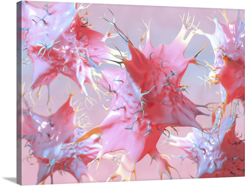 Dendritic cells, artwork. Dendritic cells, a type of white blood cell, are called antigen presenting cells (APCs) and are ...