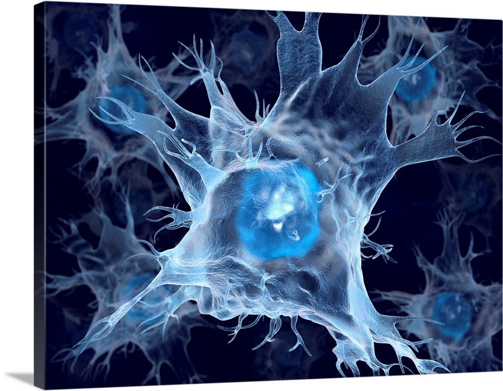 Dendritic cells, computer artwork. Dendritic cells, a type of white blood cell and part of the body's innate immune system...