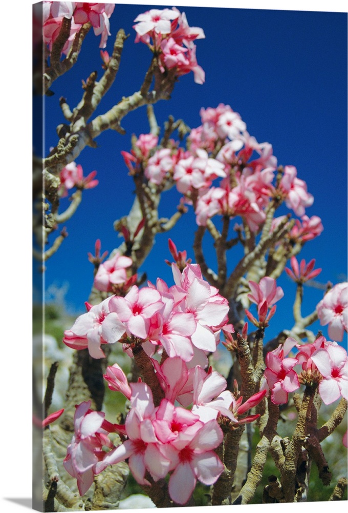 Desert rose tree (Adenium obesum sokotranum) flowers. This subspecies of the desert rose is endemic to the Socotran archip...