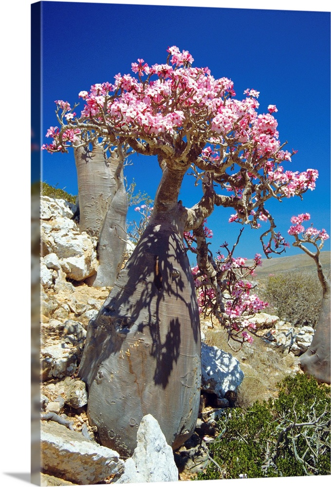 Desert rose tree (Adenium obesum sokotranum) in a rocky landscape. This subspecies of the desert rose is endemic to the So...