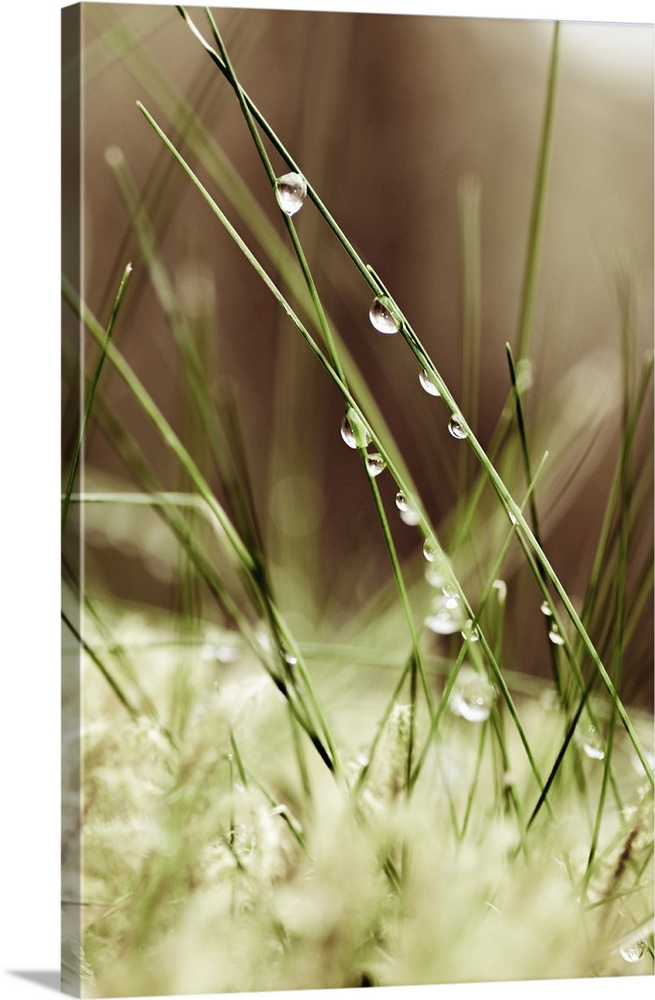 Dew drops on grass, close-up.