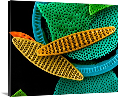 Diatom Frustules (Pennate And Centric), SEM