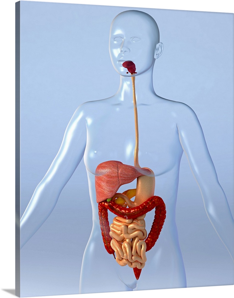 Digestive system. Computer artwork of a naked woman with a healthy digestive system. Food is ingested through the mouth an...