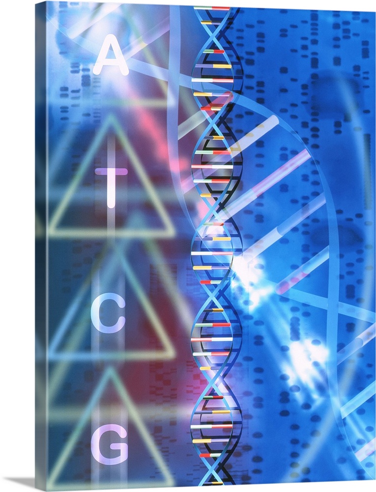 DNA. Computer artwork of a DNA (deoxyribonucleic acid) double helix (centre) and its constituent nucleotides (left), seen ...