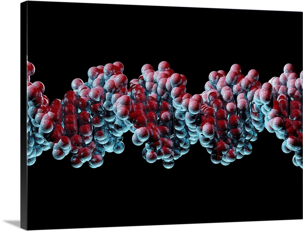 DNA molecule. Computer artwork of a molecule of DNA (deoxyribonucleic acid). DNA is composed of two strands twisted into a...