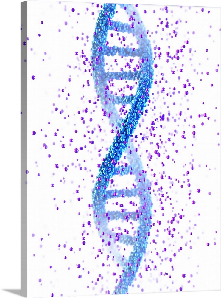 DNA molecule. Computer illustration of a double stranded DNA (deoxyribonucleic acid) molecule. DNA is composed of two stra...