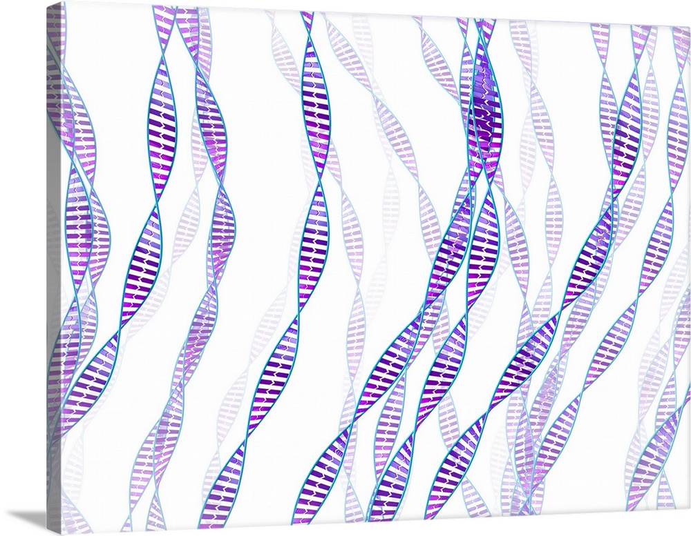 DNA molecules. Computer illustration of double stranded DNA (deoxyribonucleic acid) molecules. DNA is composed of two stra...