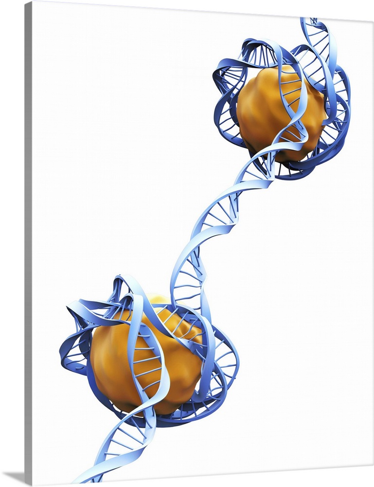 DNA packaging. Computer artwork showing how DNA (deoxyribonucleic acid) is packaged within eukaryotic cells. Two DNA stran...