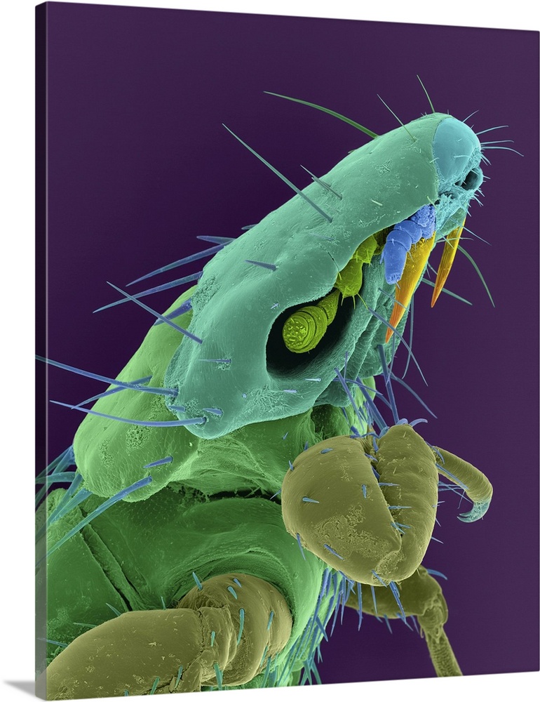 Coloured scanning electron micrograph (SEM) of Dog chewing louse (Heterodoxus spiniger). Female lice attach their eggs (ni...