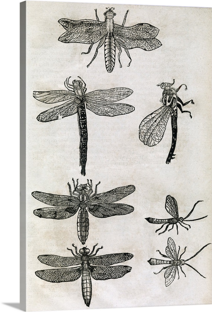 Dragonflies, 17th century artwork. Dragonflies are predatory winged insects that feed on small insects in and around wetla...