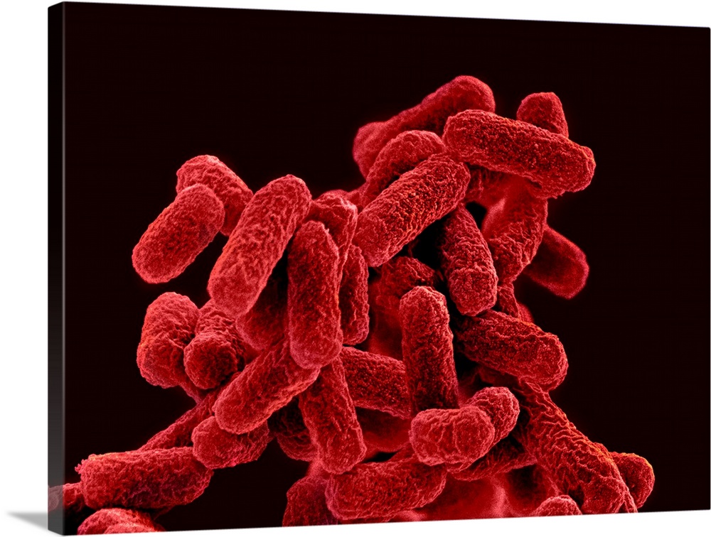 E. coli bacteria. Coloured scanning electron micrograph (SEM) of Escherichia coli bacteria. E. coli are Gram-negative rod-...
