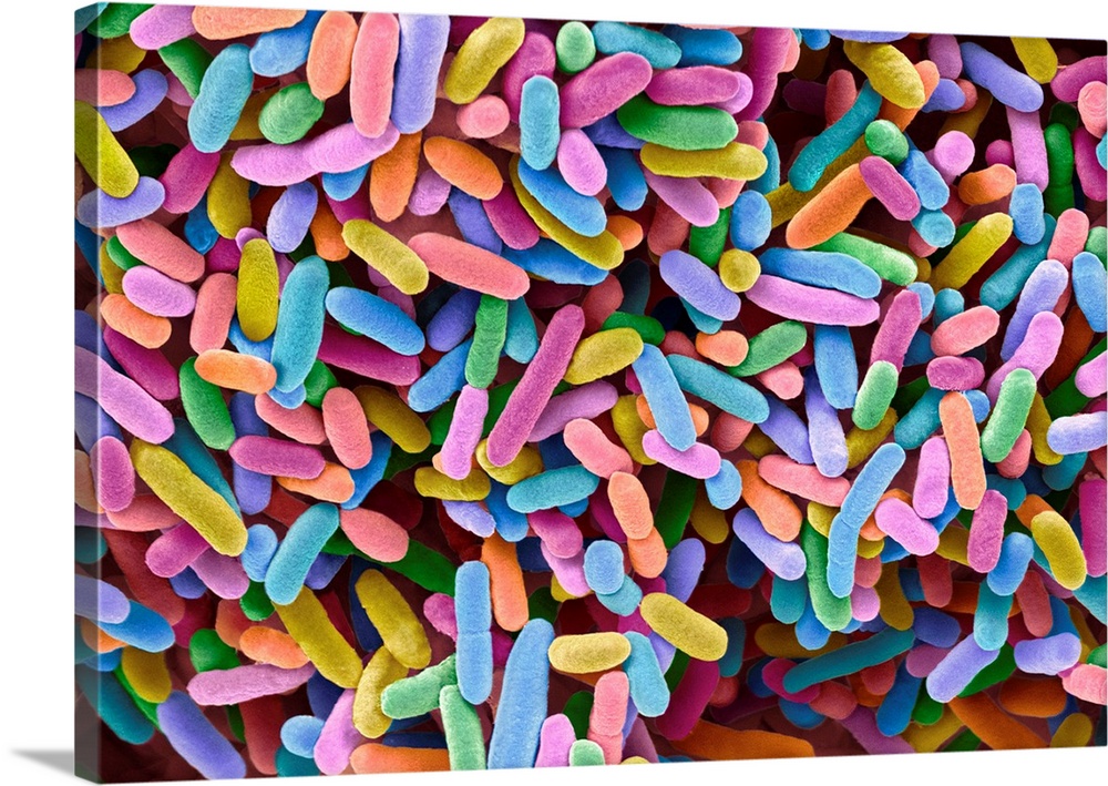 E.coli bacteria. Coloured scanning electron micrograph of the rod-shaped, Gram-negative bacteria Escherichia coli, commonl...