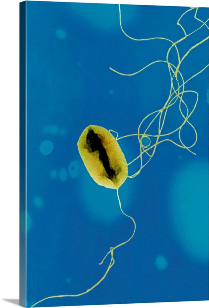 E. coli bacteria strain O157:H7, coloured transmission electron micrograph (TEM). E. coli are Gram-negative rod-shaped bac...