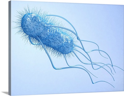 E. Coli Bacterium, Illustration