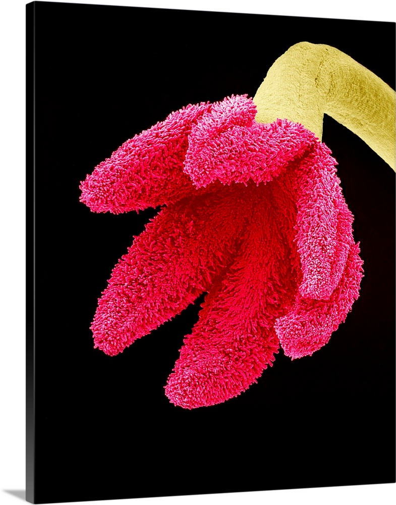 Easter cactus stigma. Coloured scanning electron micrograph (SEM) of the stigma (pink) and style (green) of an Easter cact...