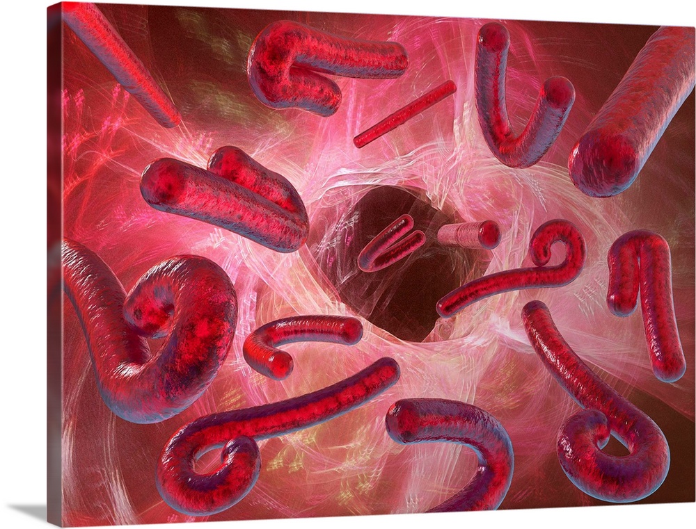 Ebola viruses, computer artwork.