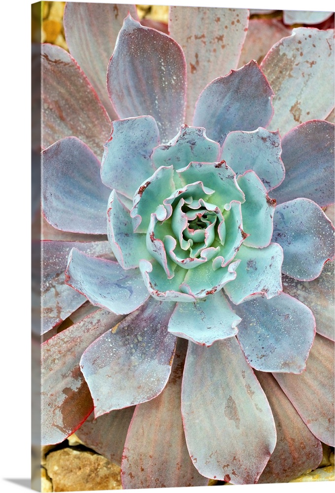 Echeveria 'Afterglow' plant. This plant is a succulent, adapted for arid environments.