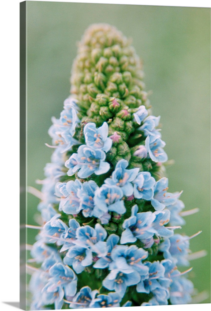 Echium flowers. Close-up of the flowers on an echium (Echium fastuosum), which is also known as the Pride of Madeira as it...