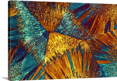 EDTA Crystals, Light Micrograph